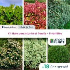 KIT Haie Persistante Et Fleurie 6 Variété – Lot De 18 Plant En Godet Pour Une Haie De 15m