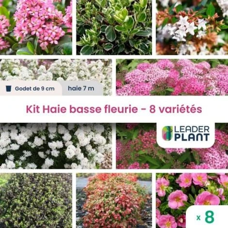 Kit Haie Basse Fleurie - 8 Variété – Lot De 8 Plant En Godet Pour Une Haie De 7m 1 Kit Haie Basse Fleurie - 8 Variété – Lot De 8 Plant En Godet Pour Une Haie De 7m