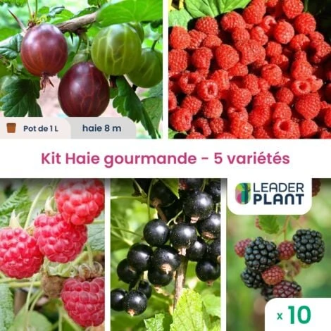 Kit Haie Gourmande – 5 Variétés – Lot De 10 Plants En Pot De 1L 1 Kit Haie Gourmande – 5 Variétés – Lot De 10 Plants En Pot De 1L