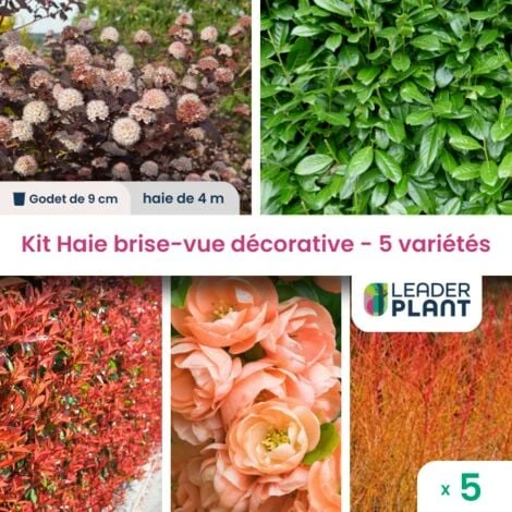 KIT Haie Brise-vue Décorative - 5 Variétés - Lot De 5 Plants En Godet 1 KIT Haie Brise-vue Décorative - 5 Variétés - Lot De 5 Plants En Godet