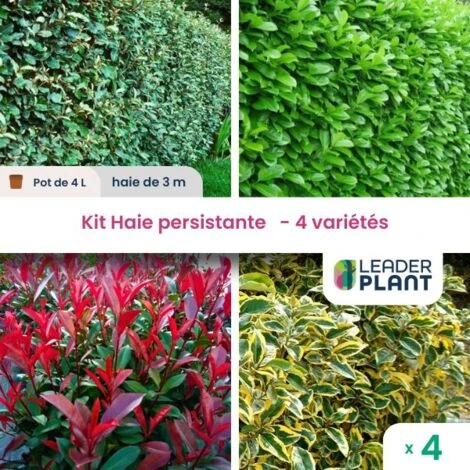 Kit Haie Persistante 4 Saisons XXL En Pot De 4L Pour Une Haie De 3m Linéaire 1 Kit Haie Persistante 4 Saisons XXL En Pot De 4L Pour Une Haie De 3m Linéaire
