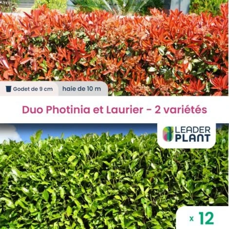 Duo Photinia Rouge Et Laurier Vert – 2 Variétés – Lot De 12 Plants En Godet Pour Une Haie De 10m 1 Duo Photinia Rouge Et Laurier Vert – 2 Variétés – Lot De 12 Plants En Godet Pour Une Haie De 10m