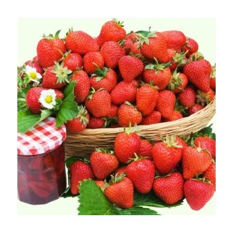 FRAISIER CHARLOTTE - 20 Plants 1 FRAISIER CHARLOTTE - 20 Plants