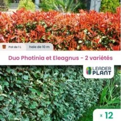 Duo De Lauriers Rouge Et Argent - 2 Variétés - Lot De 12 Plants En Pot De 1L Pour Une Haie De 10m