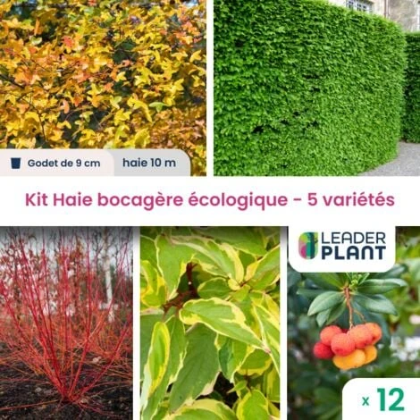 Kit Haie Bocagère Écologique – 5 Variétés – Lot De 12 Plants En Godet 1 Kit Haie Bocagère Écologique – 5 Variétés – Lot De 12 Plants En Godet