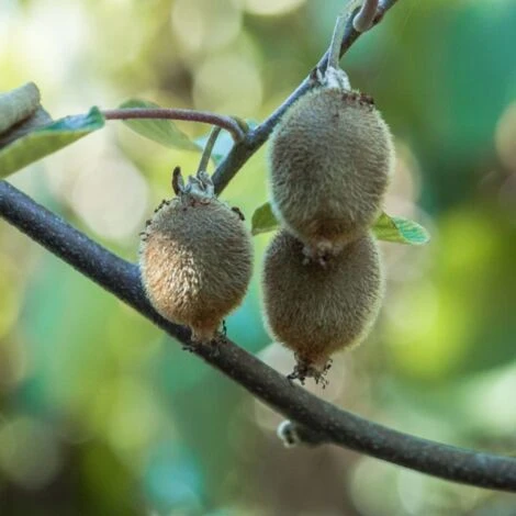 Kiwi Chinensis Solo (autofertile)/Pot De 1,5L 3 Kiwi Chinensis Solo (autofertile)/Pot De 1,5L â Image 3