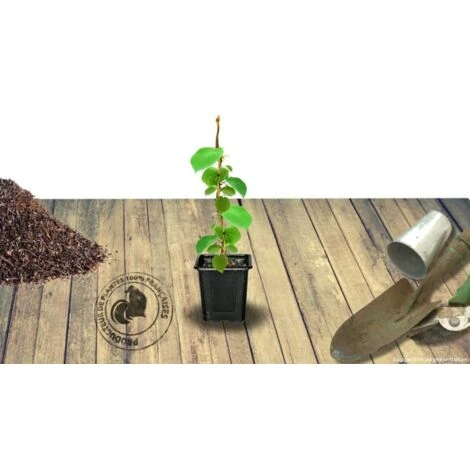 Kiwi Chinensis Solo (autofertile)/Pot De 1,5L 4 Kiwi Chinensis Solo (autofertile)/Pot De 1,5L â Image 4