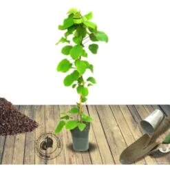 Kiwi Chinensis Solo (autofertile)/Pot De 1,5L 9 Kiwi Chinensis Solo (autofertile)/Pot De 1,5L -Bostikhost Magasin 72247981 5