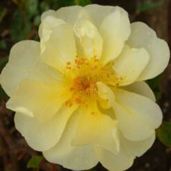 Rosier Grimpant Mermaid/Godet