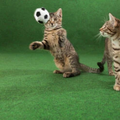 Échantillon 15 X 20 Cm -Bostikhost Magasin 72550466 5