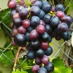 Vigne 'Muscat De Hambourg' - Conteneur 1L - Taille 20/40cm