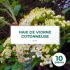 10 Viorne Cotonneuse (Viburnum Lantana) - Haie De Viorne Cotonneuse -