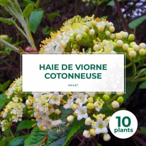 10 Viorne Cotonneuse (Viburnum Lantana) - Haie De Viorne Cotonneuse - 1 10 Viorne Cotonneuse (Viburnum Lantana) - Haie De Viorne Cotonneuse -