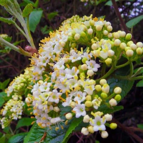 10 Viorne Cotonneuse (Viburnum Lantana) - Haie De Viorne Cotonneuse - 2 10 Viorne Cotonneuse (Viburnum Lantana) - Haie De Viorne Cotonneuse - â Image 2