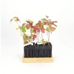 10 Viorne Cotonneuse (Viburnum Lantana) - Haie De Viorne Cotonneuse - 7 10 Viorne Cotonneuse (Viburnum Lantana) - Haie De Viorne Cotonneuse - -Bostikhost Magasin 7766731 3