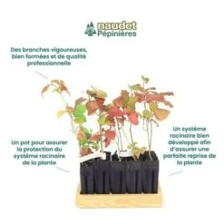 10 Viorne Cotonneuse (Viburnum Lantana) - Haie De Viorne Cotonneuse - 8 10 Viorne Cotonneuse (Viburnum Lantana) - Haie De Viorne Cotonneuse - -Bostikhost Magasin 7766731 4
