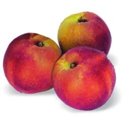 Nectarinier Nain Nectarina/Pot De 5L