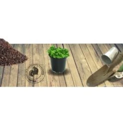 Thym Serpolet Serpyllum/Pot De 1L -Bostikhost Magasin 82183731 3