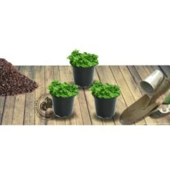 Thym Serpolet Serpyllum/Pot De 1L -Bostikhost Magasin 82183731 4