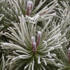 Pin De Montagne Mugo Var. Mughus/Pot De 7,5L