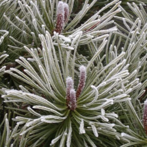 Pin De Montagne Mugo Var. Mughus/Pot De 7,5L 1 Pin De Montagne Mugo Var. Mughus/Pot De 7,5L