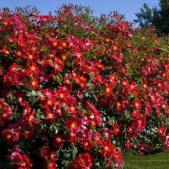 Rosier Arbustif Candia® Meillandecor® 'Meiboulka'/Pot De 2L