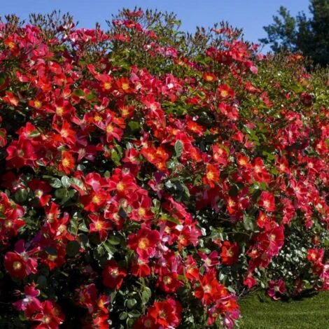 Rosier Arbustif Candia® Meillandecor® 'Meiboulka'/Pot De 2L 1 Rosier Arbustif Candia® Meillandecor® 'Meiboulka'/Pot De 2L