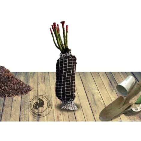 Rosier Arbustif Candia® Meillandecor® 'Meiboulka'/Pot De 2L 2 Rosier Arbustif Candia® Meillandecor® 'Meiboulka'/Pot De 2L – Image 2