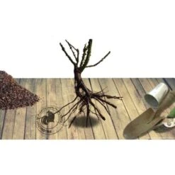 Rosier Arbustif Candia® Meillandecor® 'Meiboulka'/Pot De 2L 6 Rosier Arbustif Candia® Meillandecor® 'Meiboulka'/Pot De 2L -Bostikhost Magasin 82803355 3