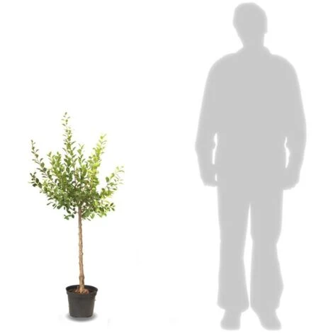 Abricotier Armeniaca Précoce Samourai/Pot De 10L 2 Abricotier Armeniaca Précoce Samourai/Pot De 10L – Image 2