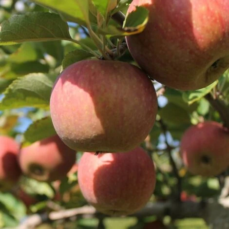 Pommier Racines Nues Gala/Racines Nues 1 Pommier Racines Nues Gala/Racines Nues