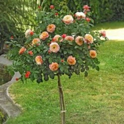 Rosier 1/2 Tige Marie Curie® 'Meilomit'/Racines Nues