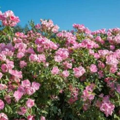 Rosier Arbustif Friendly® Pink Meissalu/Pot De 2L