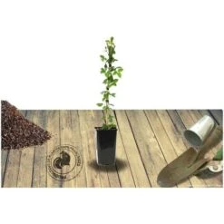 Rosier Arbustif Friendly® Pink Meissalu/Pot De 2L 5 Rosier Arbustif Friendly® Pink Meissalu/Pot De 2L -Bostikhost Magasin 83908033 3