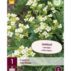 1 Plant De Choux Marin Comestible. . Marque : Jub. Réf. : 129070