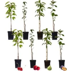 Arbres Fruitiers - Mélange De 8 - Prunus,Pyrus,Malus - Pot 9cm - Hauteur 60-70cm