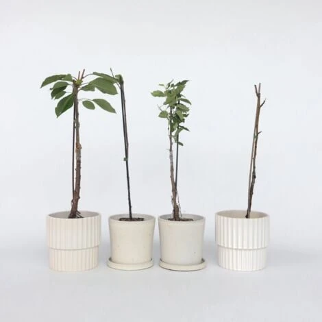 Arbres Fruitiers - Mélange De 8 - Prunus,Pyrus,Malus - Pot 9cm - Hauteur 60-70cm 2 Arbres Fruitiers - Mélange De 8 - Prunus,Pyrus,Malus - Pot 9cm - Hauteur 60-70cm – Image 2