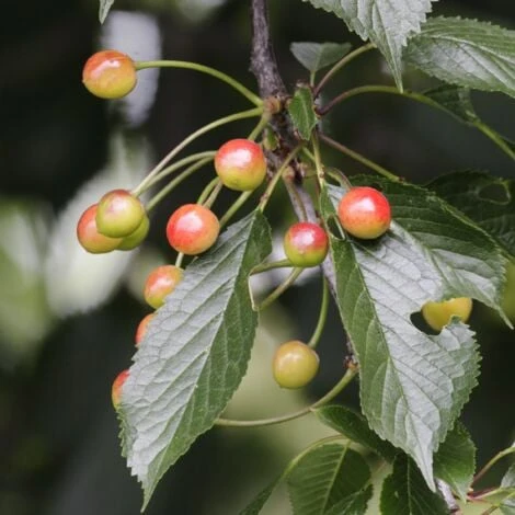 Arbres Fruitiers - Mélange De 8 - Prunus,Pyrus,Malus - Pot 9cm - Hauteur 60-70cm 3 Arbres Fruitiers - Mélange De 8 - Prunus,Pyrus,Malus - Pot 9cm - Hauteur 60-70cm – Image 3