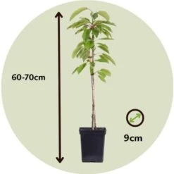Arbres Fruitiers - Mélange De 8 - Prunus,Pyrus,Malus - Pot 9cm - Hauteur 60-70cm 9 Arbres Fruitiers - Mélange De 8 - Prunus,Pyrus,Malus - Pot 9cm - Hauteur 60-70cm -Bostikhost Magasin 88498376 5