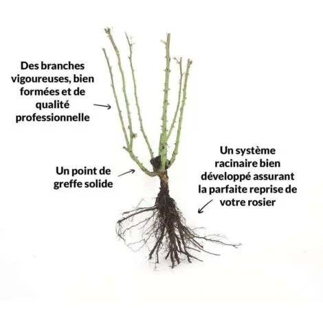 Rosier 'Mme A. Meilland' - 2 Rosier 'Mme A. Meilland' - – Image 2