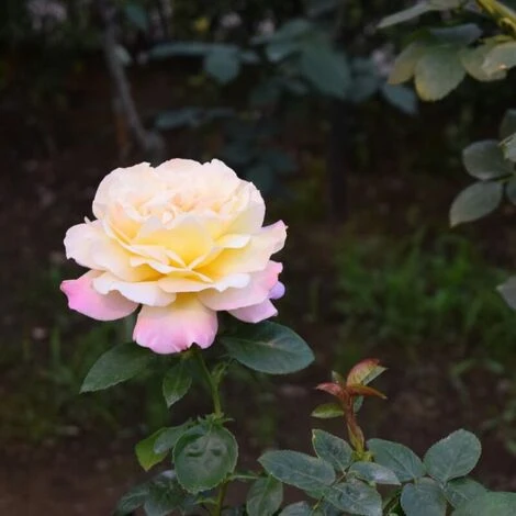 Rosier 'Mme A. Meilland' - 3 Rosier 'Mme A. Meilland' - – Image 3