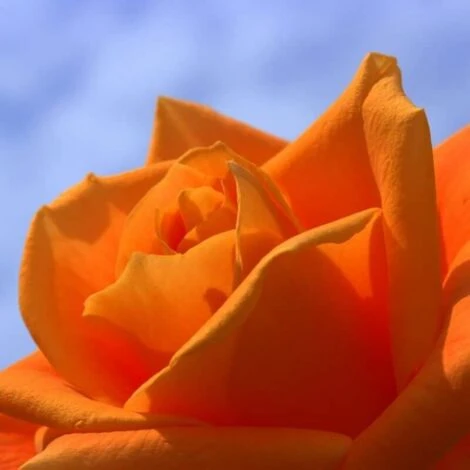 Rosier 'Orange Sensation' - 1 Rosier 'Orange Sensation' -