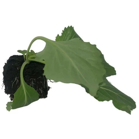 3 Plant Choux Cabus Tête Pierre Motte 7cm 2 3 Plant Choux Cabus Tête Pierre Motte 7cm – Image 2