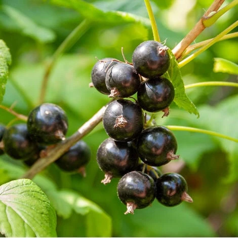 Plant Cassissier Andega Premium Pot 2L 1 Plant Cassissier Andega Premium Pot 2L