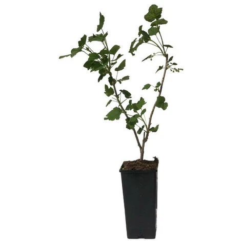 Plant Cassissier Andega Premium Pot 2L 2 Plant Cassissier Andega Premium Pot 2L â Image 2
