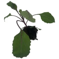 3 Plants Choux Rouge Fuego F1 Motte 7 Cm -Bostikhost Magasin 91733034 3