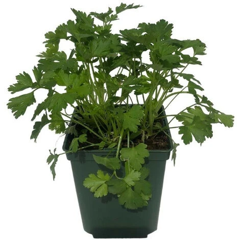 Plant Persil Plat Parfumé En Pot 1,5L 3 Plant Persil Plat Parfumé En Pot 1,5L – Image 3