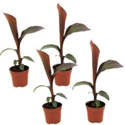 Ensete Ventricosum Maurelli - Set De 4 - Bananiers - Pot 9cm - Hauteur 20-30cm