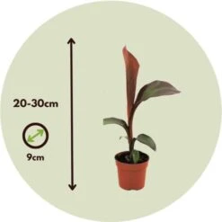 Ensete Ventricosum Maurelli - Set De 4 - Bananiers - Pot 9cm - Hauteur 20-30cm -Bostikhost Magasin 91819523 4