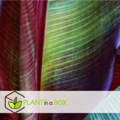 Ensete Ventricosum Maurelli - Set De 4 - Bananiers - Pot 9cm - Hauteur 20-30cm -Bostikhost Magasin 91819523 5